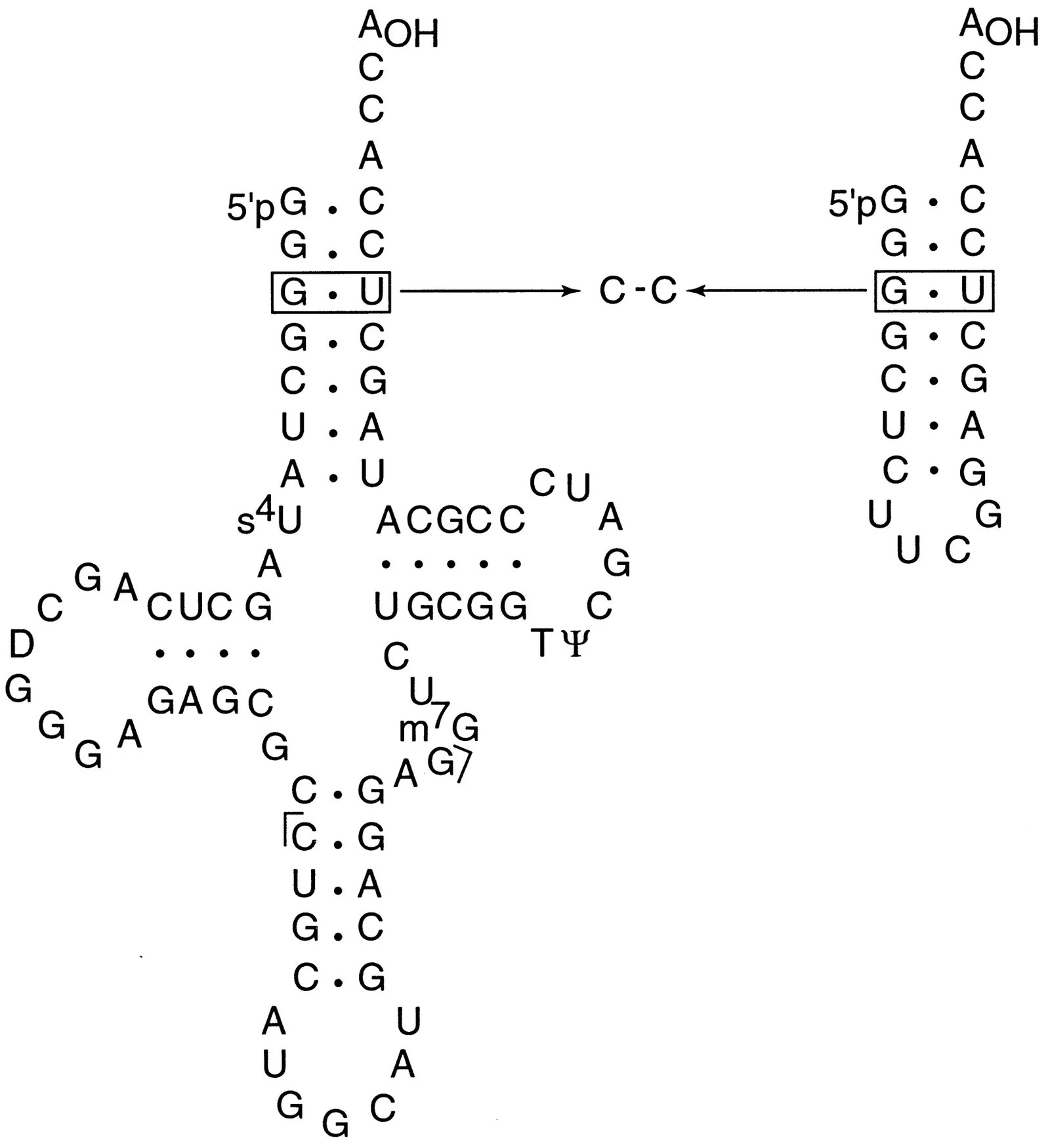 Recognition Sites on tRNA Assignment Help Homework Help Online Live